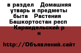  в раздел : Домашняя утварь и предметы быта » Растения . Башкортостан респ.,Караидельский р-н